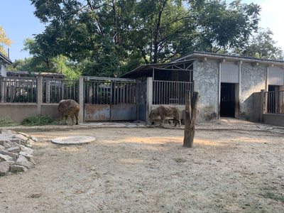 小斑馬、小長角羚…北京動物園今年新添343只“小萌寵”，飼料生產(chǎn)如何支撐？