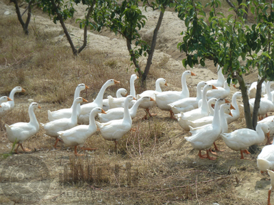 【獨家】有機韓國新高梨 和樂康威?；刂惫┑募儍糁x