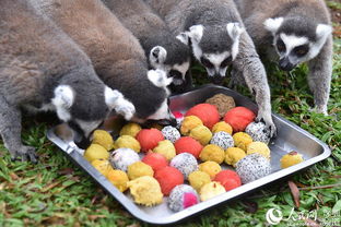 深圳野生動物園的“特別菜單” 特色湯圓，讓動物們過個溫馨元宵節
