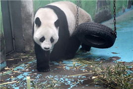 中國政協委員聚焦動物飼養規范，推動生態文明建設與畜牧業高質量發展