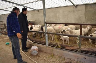 大通縣農業農村局 筑牢防疫保供雙防線，保障畜牧業生產平穩有序