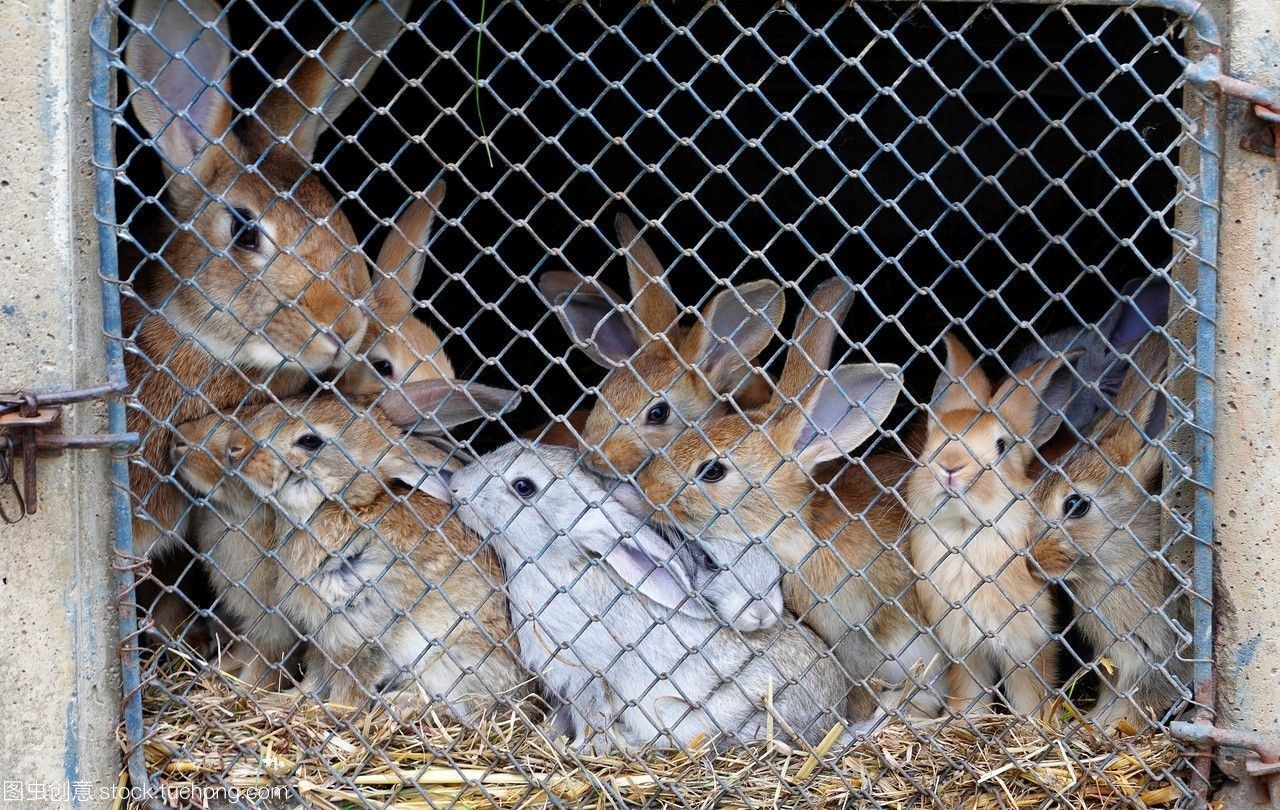 法國(guó)盧瓦爾地區(qū)馬耶訥省老農(nóng)場(chǎng)中的兔子飼養(yǎng)藝術(shù)
